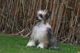 CHIEN NU CHINOIS 229